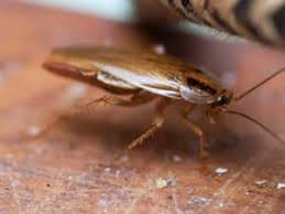 Bug house pest control of milledgeville. Cockroach Exterminators Control Removal Allgood Pest Solutions