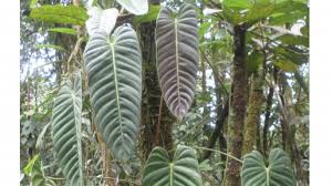 Image result for Araceae