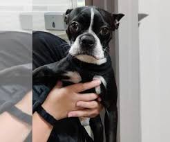 Breeding as close to the boston terrier standard as possible. Puppyfinder Com Boston Terrier Puppies Puppies For Sale And Boston Terrier Dogs For Adoption Near Me In Minnesota Usa Page 1 Displays 10