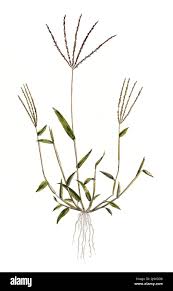 Image result for Digitaria complanata