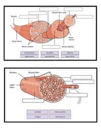 Most of the lamellae of compact bone are organized into sets of concentric rings with each set surrounding a central, or haversian, canal. Night News Drag The Labels To Identify The Structures Of A Long Bone Drag The Labels Onto The Diagram To Identify The Types Of Cell Junctions These Are Mostly Compacted