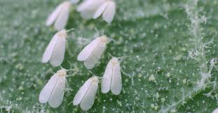 Image result for puklice na pokojových rostlinách obrázek