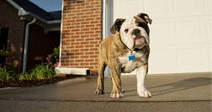 We did not find results for: How To Make Garages Safe For Pets Healthypets Blog