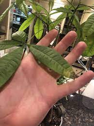 My Money Trees Leaves Have Been Turning Brown On The Tips I Think The Container Is Too Small Gardeni Plant Leaves Turning Brown Money Trees Money Tree Plant
