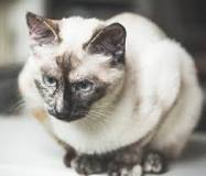 What happens if you don't fix male cats?