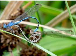 Image result for Fadogia ancylantha