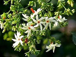 We did not find results for: Leaf Gardening Night Blooming Jasmine Live Plant Raat Rani Amazon In Garden Outdoors