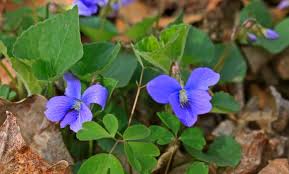 Outdoors column: Violets of different colors bloom in spring