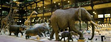 Grande Galerie De L Evolution Museum Studies Paris Museum