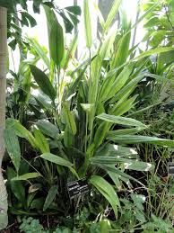 Image result for Dracaena aubryana