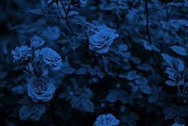 The most common dark blue flowers material is cotton. Photo Blue Aesthetic Ravenclaw Aesthetic Blue Roses