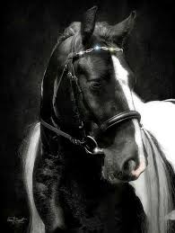 Image result for tbn:tVj6rqcH-AQR9M::www.pregonagropecuario.com.ar/images/caballo_overo.jpg