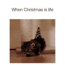 #christmas cat #catchristmas #guen #presents #christmas presents #christmas wrapping #wrapping presents #wrapping #helper #paper #papercat #paper cat #paper tunnel #littlehelper #black cat #blackcat. Christmas Kitten Gifs Tenor