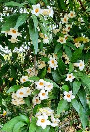 Image result for Rothmannia globosa