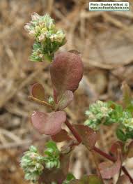 Image result for Polycarpon tetraphyllum