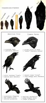 There S Really No Such Animal As A Blackbird Although These Birds May Appear Similar They Re Really Quite Distinct Have Unique Crow Raven Black Bird