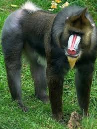 Image result for Trachyphrynium braunianum