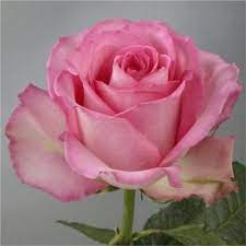 Rose Sweet Unique Soft Pink Flowers Wholesale Flowers Rose