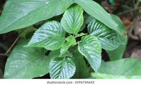 Image result for Laportea ovalifolia