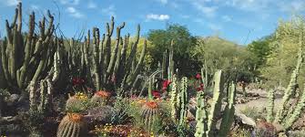 * receive the cactus and succulent society journal, published four times annually. Article About The Haag Cactus Garden From Tcss