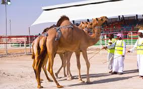 For an experience that's really off the beaten path, join the locals excitedly cheering on camels from all over the middle east at the al marmoum to witness firsthand how deep the love for the beast of the desert goes, take a day trip to the annual al dhafra festival in abu dhabi, running. Al Dhafra Festival 2020 Dates Location Contact More Mybayut