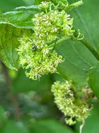 Image result for Smilax
