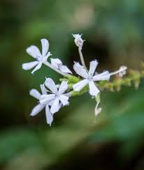 Image result for Plumbago zeylanica