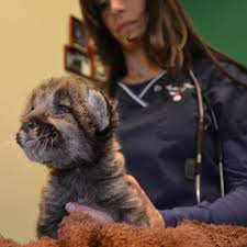 We did not find results for: Dr K Should Not Disparage Exotic Animal Owners On National Television Hubpages