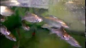 To enhance existing fish population in kenering and chenderoh lake, 50 temoleh fish and 45,000 lampam jawa fish were released at the two sites. Java Barb Fry Anak Ikan Lampam Jawa Barbonymus Gonionotus Youtube