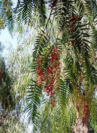 Image result for Schinus