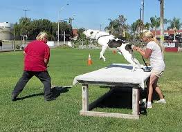Have Confidence Trust In Your Protection Dog Sign Up For Expert Training With Wolfgang At Www Germank9expert Com Dog Training Picnic Table Dogs