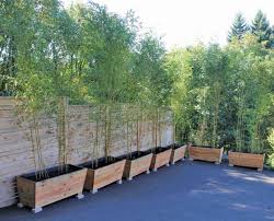 Any other species of bamboo that grow in north america are generally those that have been transplanted from other places. Beauty Of Bamboo