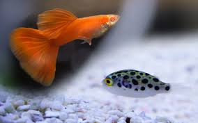 Let me know down below what your favorite is. Puffer Fish Aquariumnexus