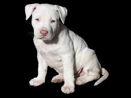 White pitbull with blue eyes puppy. American Pit Bull Terrier Dog Breed Guide Uks 1 Pet Blog