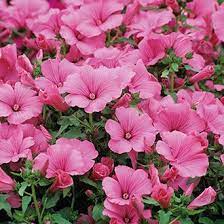 Lavatera Trimestris Twin Hot Pink Plants 14 95 From Mr Fothergills Seeds Pink Plant Plants Flowers