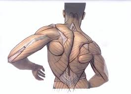 Muscle tissue exists in three types— cardiac, skeletal, and smooth—and is the most abundant tissue type in most animals, including humans. Torso Muscles Drawing Reference Novocom Top