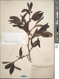 Image result for Rothmannia whitfieldii