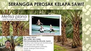 Metisa plana is a moth of the family psychidae first described by francis walker in 1883.1 it is found in sumatra, malaysia and sri lanka.2 it is a major. Serangga Perosak Kelapa Sawit Metisa Plana Ulat Bungkus Bagworm Youtube
