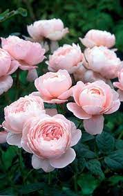 David Austin Roses Planting Flowers Beautiful Flowers