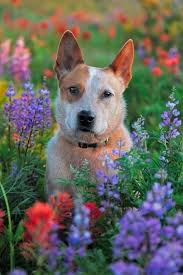 Zeus, tokis son from that 1st litter stayed with us to help progress our line and is growing into a fantastic young dog. 280 Blue Heeler Ideas Heeler Blue Heeler Australian Cattle Dogs