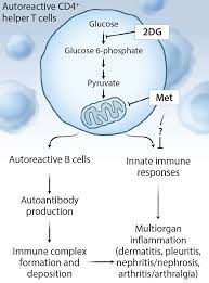 2dg is a competitive inhibitor of hexokinase,. Targeting Metabolism For Lupus Therapy Science Translational Medicine