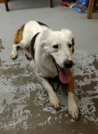 Please take the time to read the bio in full as questions already answered in the bio will not be responded to. Dog For Adoption Ringo An Australian Shepherd In Millville Ut Petfinder