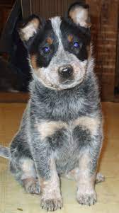 Juliet Blue Heeler Puppy From Cattle Dogs Rule Ready For Her Forever Home Complete Blue Heeler Puppies Australian Cattle Dog Blue Heeler Cattle Dogs Rule