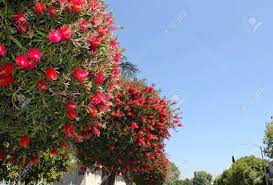 We did not find results for: Red Flowers On Trees In California Stock Photo Picture And Royalty Free Image Image 76241461