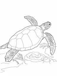 If you want colored picture to print then click print link for color. Loggerhead Sea Turtle Free Coloring Page Coloring Book Download Print Online Coloring Pages For Free Co Turtle Drawing Sea Turtle Drawing Turtle Painting