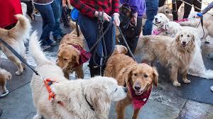 Ruby at mountain top 2017. Well Over 1 000 Golden Retrievers Hang Out In Golden 9news Com