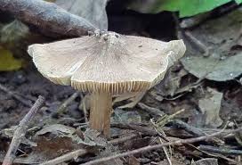 Image result for Pseudopod Ospermum