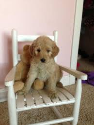 We are conveniently located in east central indiana just 30 miles northeast of indianapolis. Goldendoodle Pups Ready Now For Sale In Alexandria Indiana Classified Americanlisted Com