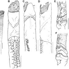 Image result for Spirobrachia orkneyensis
