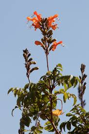 Image result for Tecomaria nyassae